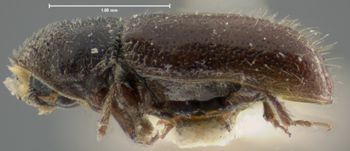 Media type: image;   Entomology 8292 Aspect: habitus lateral view